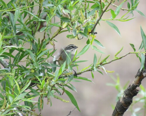 Bolivian Warbling Finch (Poospiza boliviana), photo 6