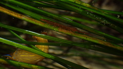 Pentidotea kirchanskii