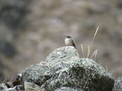 Oreotrochilus estella