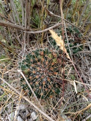 Coryphantha georgii