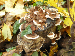 Trametes versicolor