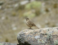 Upucerthia validirostris