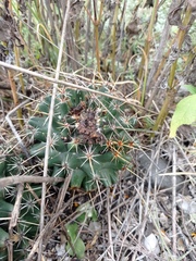Coryphantha georgii