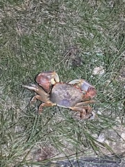Chasmagnathus convexus