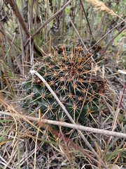 Coryphantha georgii