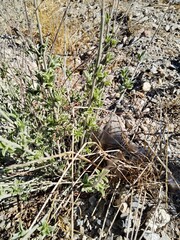 Anthyllis cytisoides