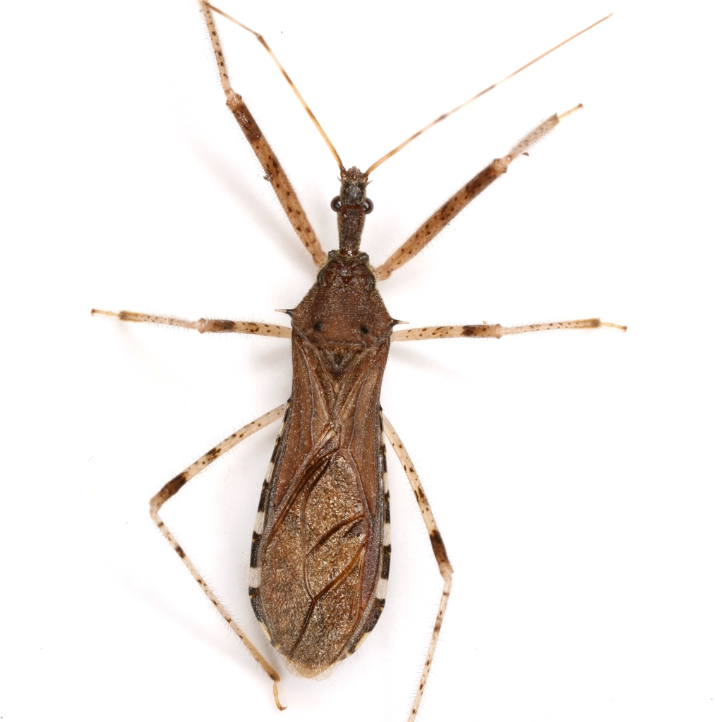 Surprising Assassin Bugs In Texas Photos