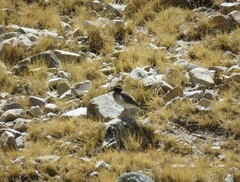 Phegornis mitchellii