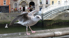 Larus argentatus