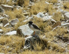 Phegornis mitchellii