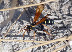 Parabatozonus lacerticida