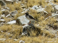 Phegornis mitchellii