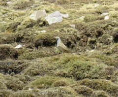 Thinocorus orbignyianus