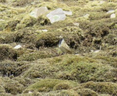 Thinocorus orbignyianus