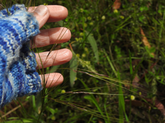 Austrostipa rudis