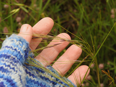 Austrostipa rudis