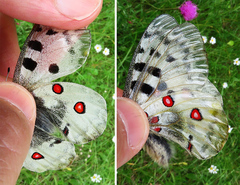 Parnassius apollo