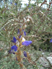 Dalea bicolor