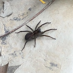 Trochosa terricola