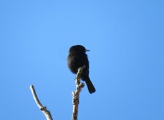Knipolegus aterrimus