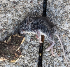 Peromyscus