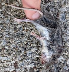 Peromyscus