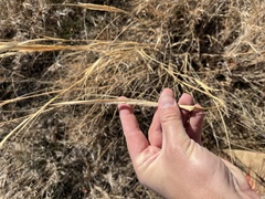 Sporobolus compositus