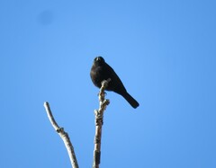 Knipolegus aterrimus