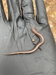 Plethodon serratus
