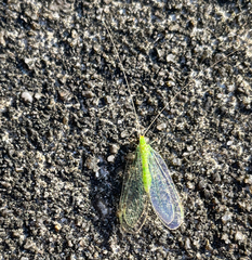 Leucochrysa floridana