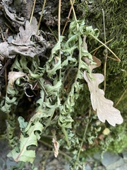 Polypodium interjectum