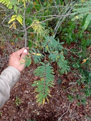 Senegalia berlandieri