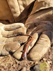 Plethodon angusticlavius