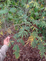 Senegalia berlandieri