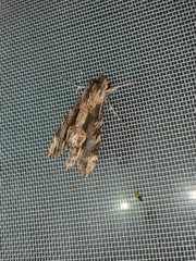 Erinnyis oenotrus