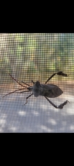 Acanthocephala declivis