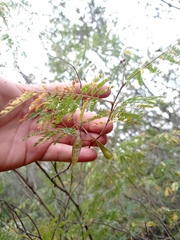 Senegalia berlandieri