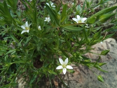 Arenaria lanuginosa
