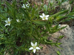 Arenaria lanuginosa