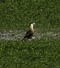 Caracara plancus cheriway