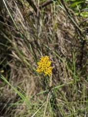 Helichrysum kraussii