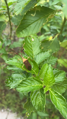 Chondrocera laticornis