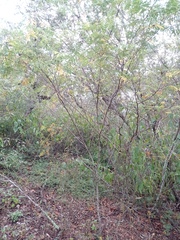 Senegalia berlandieri