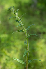 Campanula cervicaria
