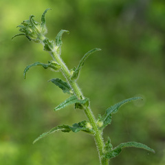 Campanula cervicaria