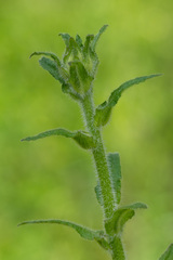 Campanula cervicaria