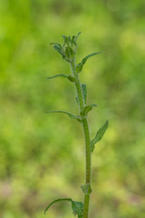 Campanula cervicaria