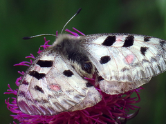 Parnassius apollo