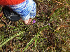 Arthropodium strictum