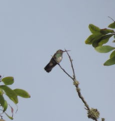 Chionomesa fimbriata